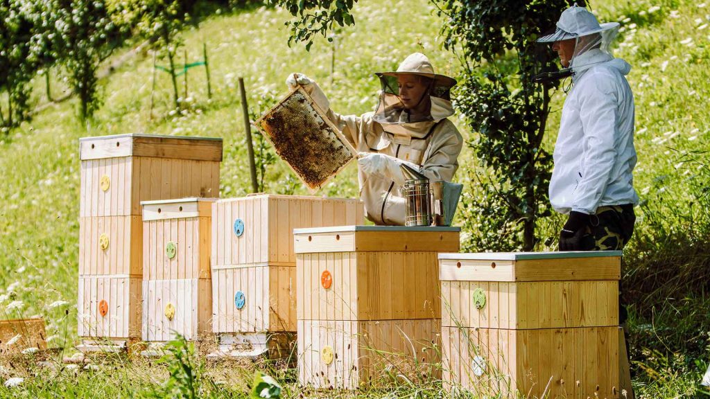 father and daughter beekeeping in slovakia apis me 66VJY88 Asociatia Crescatorilor de albine din Romania Filiala Timis